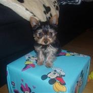 Yorkshire terrier Hugo