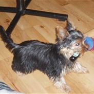 Yorkshire terrier Hugo