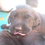 Labrador retriever Fie