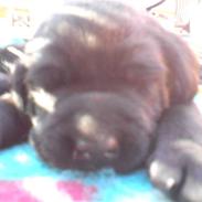 Labrador retriever Fie