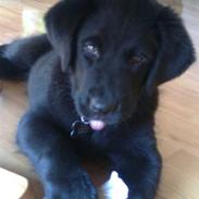 Labrador retriever Loui