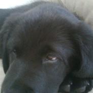 Labrador retriever Loui