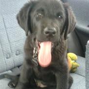 Labrador retriever Loui