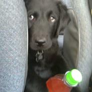 Labrador retriever Loui