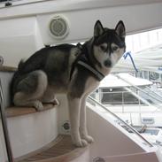 Siberian husky Zico Født i Juelsminde