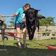 Blanding af racer Ricko