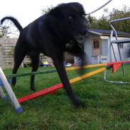 Blanding af racer Ricko