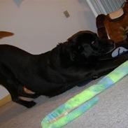 Blanding af racer Ricko