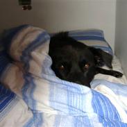 Blanding af racer Ricko