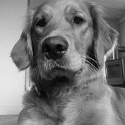 Golden retriever Nala