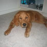 Golden retriever Nala