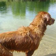 Golden retriever Nala