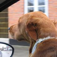 Golden retriever Nala