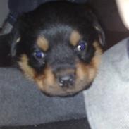 Rottweiler Tess