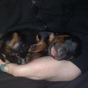 Rottweiler Tess