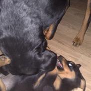 Rottweiler Tess
