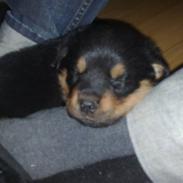 Rottweiler Tess