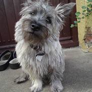 Cairn terrier Fister