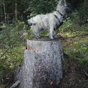 Cairn terrier Fister