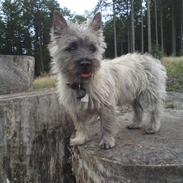 Cairn terrier Fister