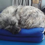 Cairn terrier Fister