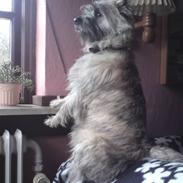 Cairn terrier Fister