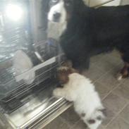 Lhasa apso  Fabricius´Malle