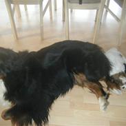 Lhasa apso  Fabricius´Malle