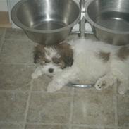 Lhasa apso  Fabricius´Malle