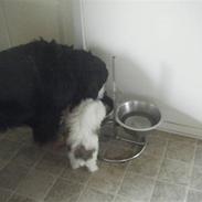 Lhasa apso  Fabricius´Malle