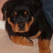 Rottweiler Elmo