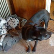 Dalmatiner | King xD |