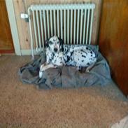 Dalmatiner | King xD |