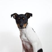 Dansk svensk gaardhund Jeppe