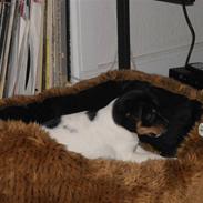 Dansk svensk gaardhund Jeppe