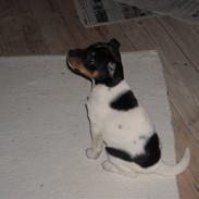 Dansk svensk gaardhund Jeppe