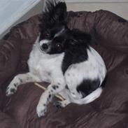 Chihuahua keysa