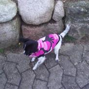 Chihuahua keysa