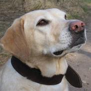 Labrador retriever Spike