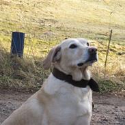 Labrador retriever Spike