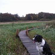 Blanding af racer Bounty 