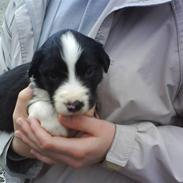 Blanding af racer Bounty 