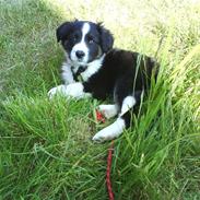 Blanding af racer Bounty 