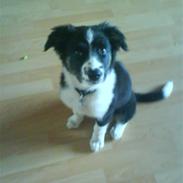 Blanding af racer Bounty 