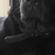 Labrador retriever Kiwi