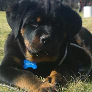 Rottweiler Vom hause luna's fighter 