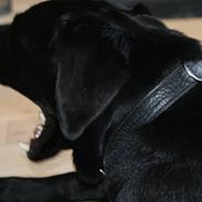 Labrador retriever Kiwi