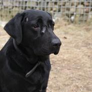 Labrador retriever Kiwi