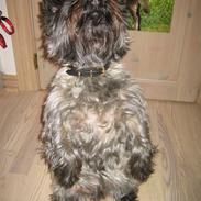 Cairn terrier rico