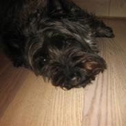 Cairn terrier rico